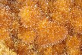 Intense Orange Calcite Crystal Cluster - Poland #228291-2